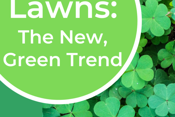 Clover Lawns: The New, Green Trend