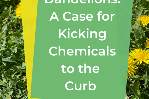 Dandelions: A Case For Kicking Chemicals To The Curb