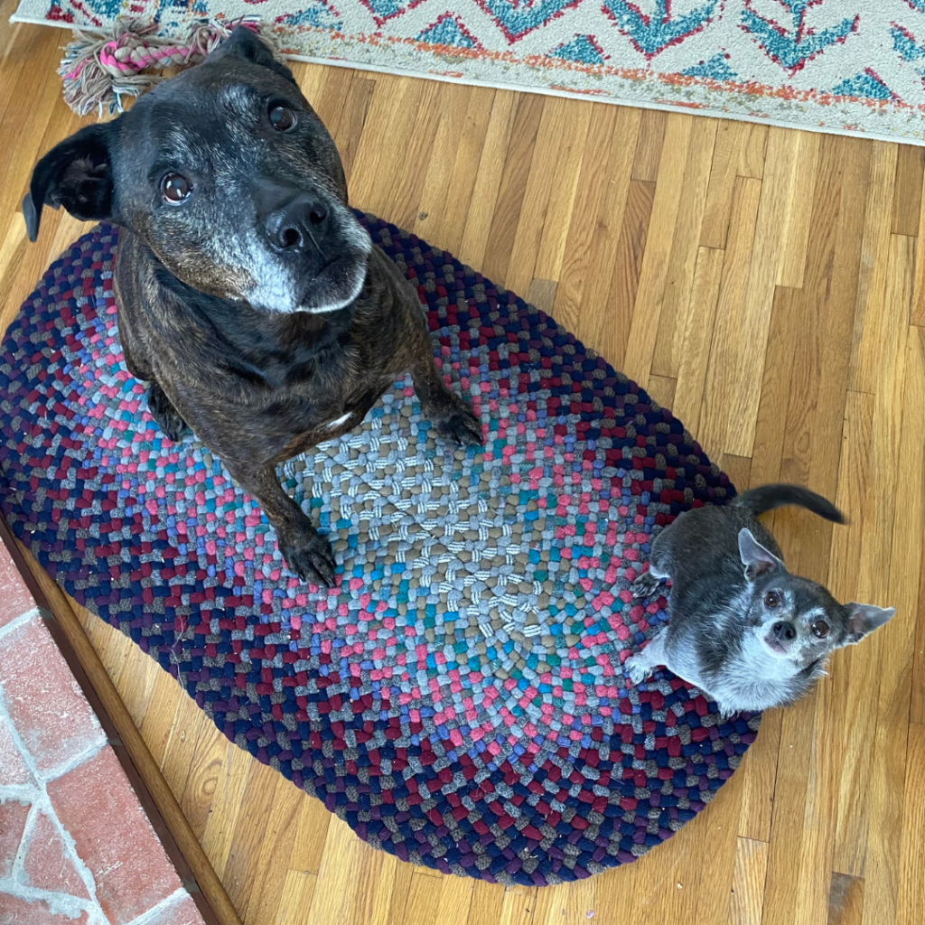 Two dogs sitting on a brightly colored braided wool rug, looking at the camera. One dog is a black and brown brindle bully breed, the other is a grey Chihuahua. 