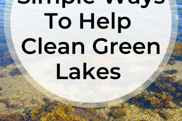  6 Simple Ways To Help Clean Green Lakes